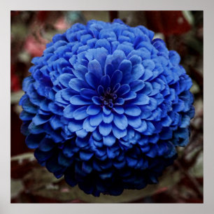 Poster Fin bleue de fleur vers le haut de photo