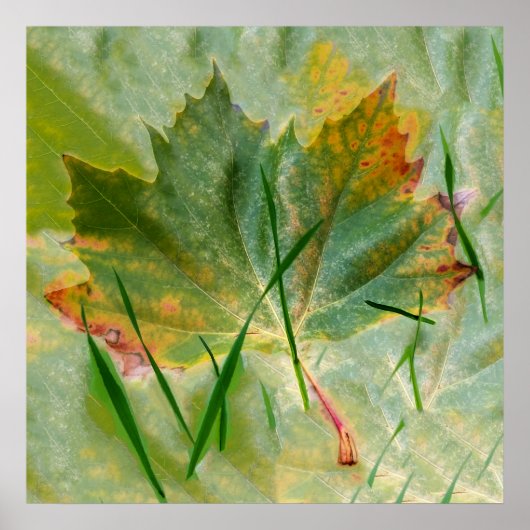 Poster Fin de l'automne (Devant)