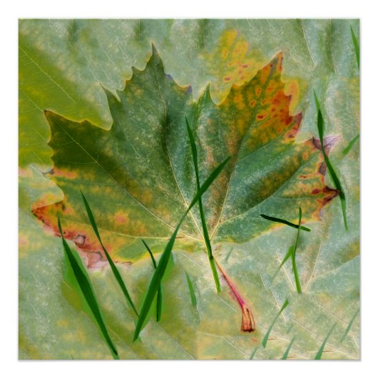 Poster Fin de l'automne (Devant)