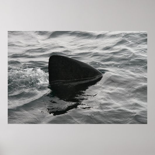 Poster Fin de requin (Devant)