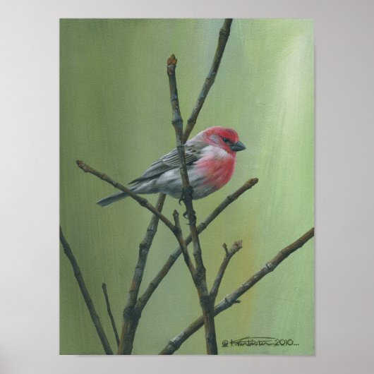 Poster Finch Maison (Devant)