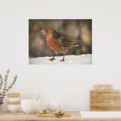 Poster Finch Maison (Cuisine)