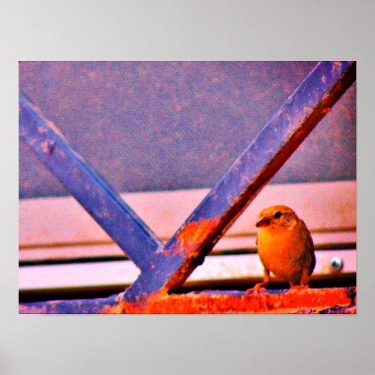 Poster Finch minuscule (Devant)