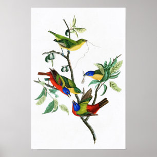 Poster Finch peint John James Audubon Oiseaux d'Amérique