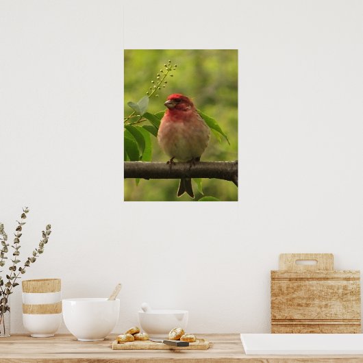 Poster Finch pourpre (Cuisine)
