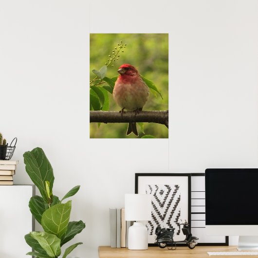 Poster Finch pourpre (Bureau à domicile)
