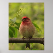 Poster Finch pourpre (Devant)