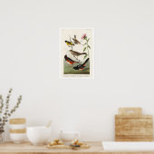 Poster Finch, Siskin, Bunting par Audubon (Cuisine)