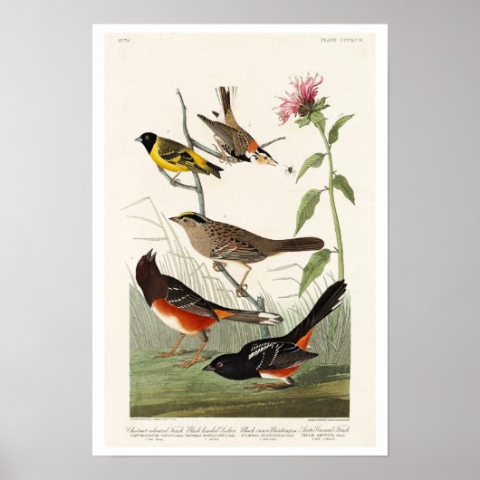 Poster Finch, Siskin, Bunting par Audubon (Devant)