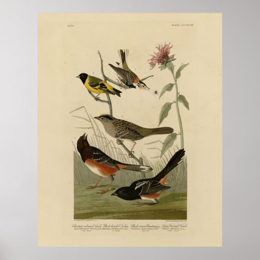 Poster Finch, Towhee, Sparrow, Audubon's Birds of America (Devant)