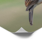 Poster Finch violet féminin (Coin)