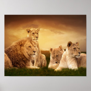 Poster Fiorté de lion