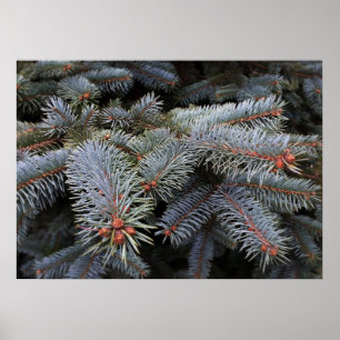 Poster fir tree buds