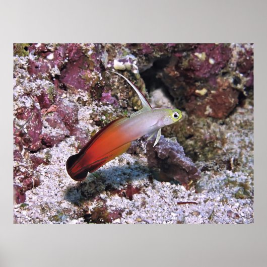 Poster Fire Dart Goby (Devant)