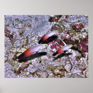 Poster Fire Goby Trio