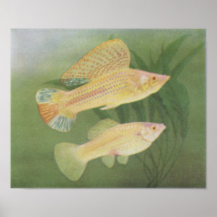 Poster Fish - Albino Mollies - Poecilia latipinna P/folio