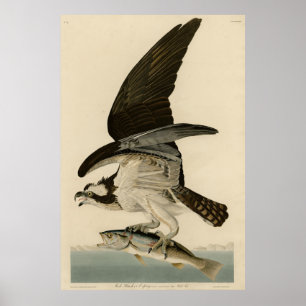 Poster Fish Hawk, Osprey, from Audubon's Birds of America