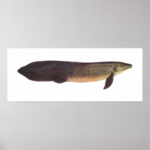 Poster Fish - Qld. Lungfish - Neoceratodus forsteri