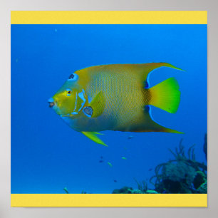 Poster Fish Swim Accueil Fins Personnaliser Destiny Desti