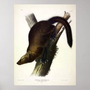Poster Fisher (Martre de Pennant ou Fisher de Chat) par A