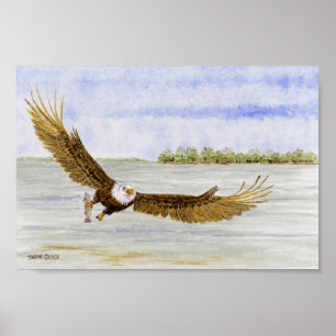 Poster Fishin'- Eagle chauve de mouche