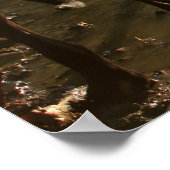 Poster Fishin' Pit Bull (Coin)