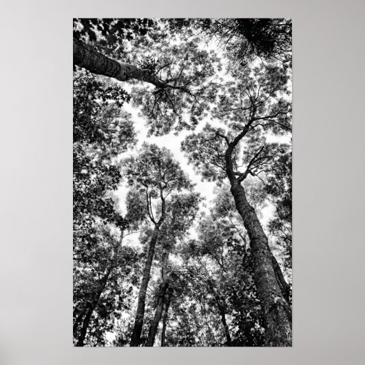 Poster Fit naturel (sommet de l'arbre) (Devant)