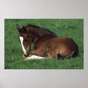 Poster Fixation de poulain de Warmblood