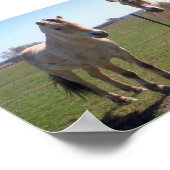 Poster Fjords norvégiens (Coin)