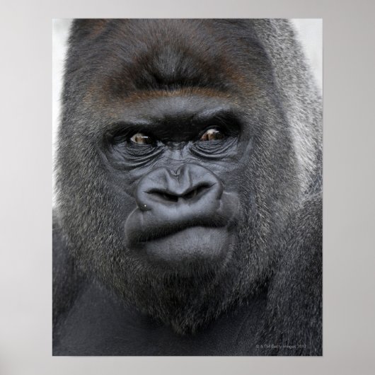 Poster Flachlandgorilla, Gorilla gorilla, (Devant)