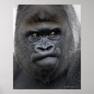 Poster Flachlandgorilla, gorille de gorille,