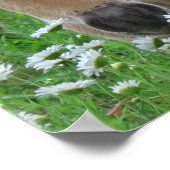 Poster Flacon Faisant des marguerites Toile Imprimer (Coin)