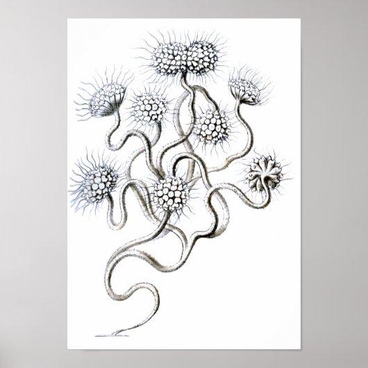 Poster Flagellata, Ernst Haeckel Fine Art (Devant)