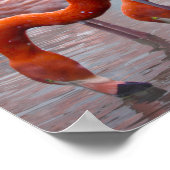 Poster Flamant américain, oiseau coloré, (Coin)