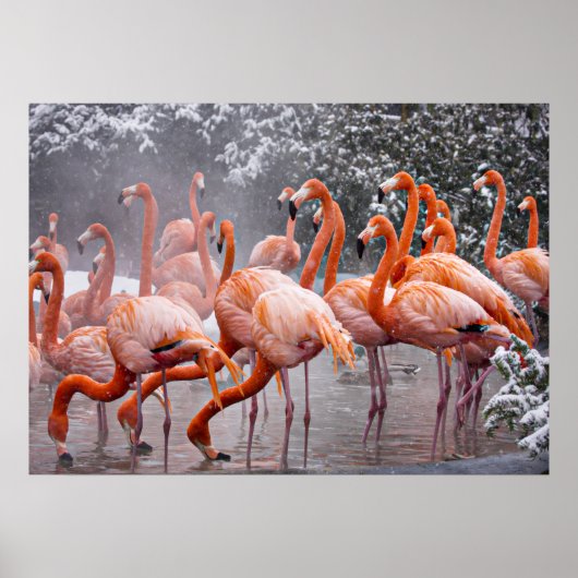 Poster Flamant américain, oiseau coloré, (Devant)