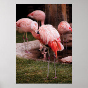 Poster Flamant - Le Flamant