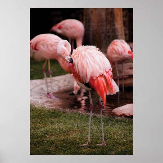 Poster Flamant - Le Flamant (Devant)