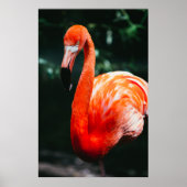 POSTER FLAMANT ROSE (Devant)