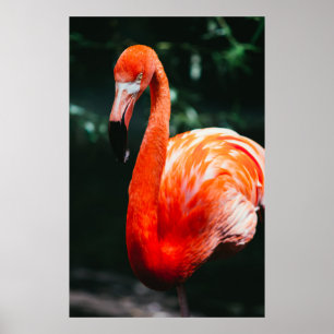 POSTER FLAMANT ROSE