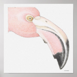 Poster Flamant rose