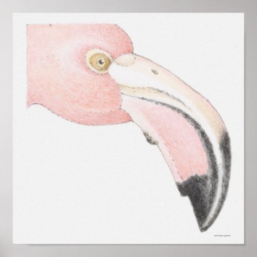 Poster Flamant rose (Devant)