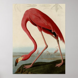 Poster Flamant rose américain