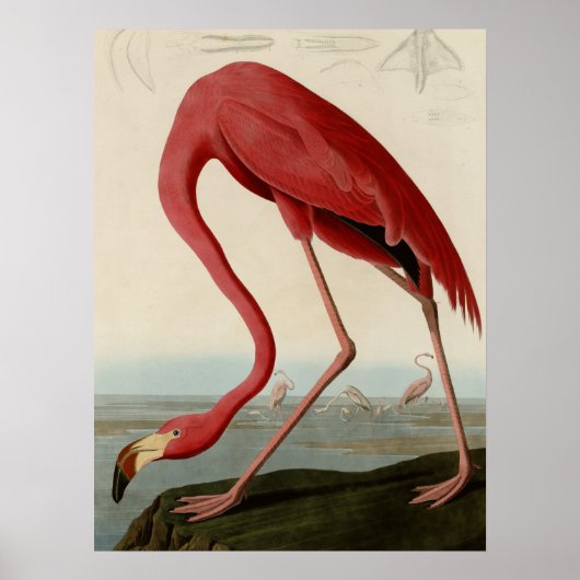 Poster Flamant rose américain (Devant)