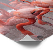 Poster Flamant rose américain (Coin)