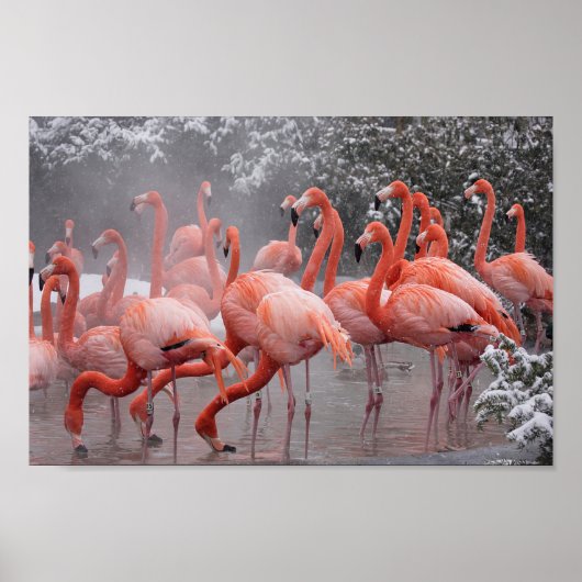 Poster Flamant rose américain (Devant)