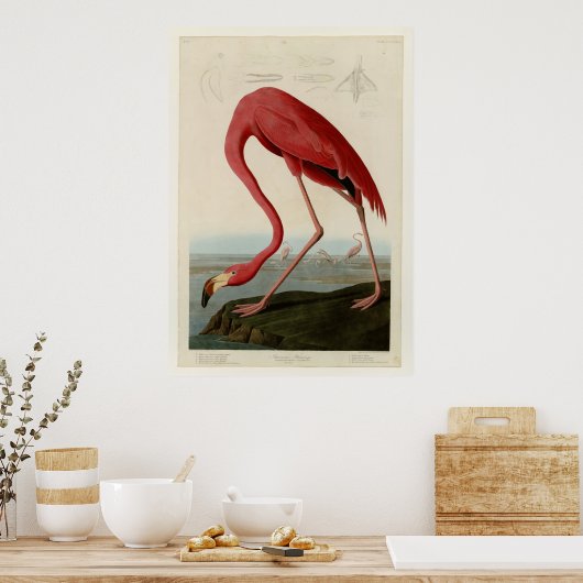 Poster Flamant rose américain (Cuisine)