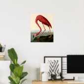 Poster Flamant rose américain d'Audubon (Bureau à domicile)