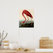 Poster Flamant rose américain d'Audubon (Cuisine)