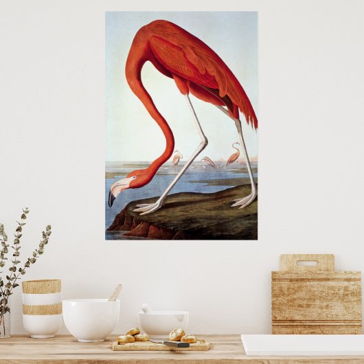 Poster Flamant rose américain - Faune par John Audubon (Cuisine)