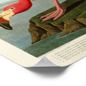 Poster Flamant rose américain John Audubon Birds of Ameri (Coin)